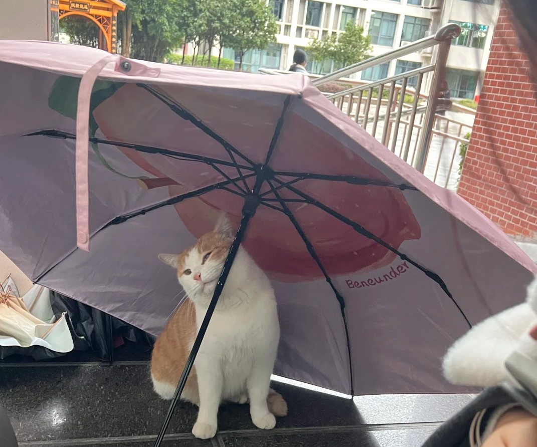 咪咪躲雨