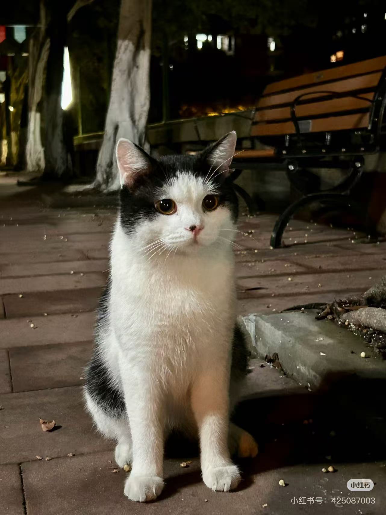 小暑（齐刘海）